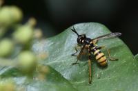 Leopoldius signatus