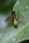 Leopoldius signatus