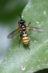 Leopoldius signatus