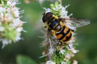 Myathropa florea