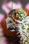 Eristalis tenax