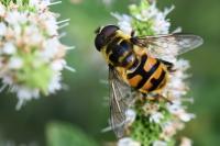 Myathropa florea