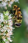 Myathropa florea