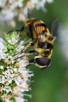 Myathropa florea