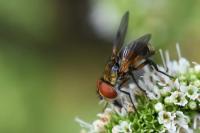 Ectophasia crassipennis