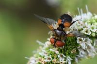 Ectophasia crassipennis