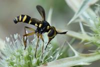 Conops scutellatus