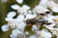 Tephritis neesii