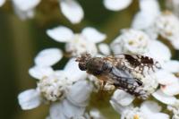 Tephritis neesii