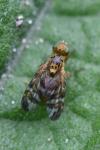 Chaetostomella cylindrica