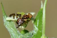 Goniglossum wiedemanni