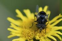 Eristalinus sepulchralis