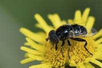 Eristalinus sepulchralis
