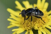 Eristalinus sepulchralis