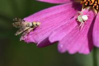 Campiglossa bidentis