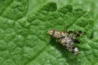 Campiglossa producta