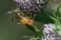 Xyphosia miliaria