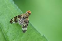 Oxyna parietina