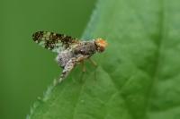 Oxyna parietina