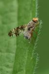 Oxyna parietina