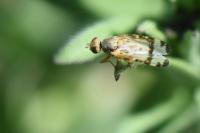 Sphenella marginata