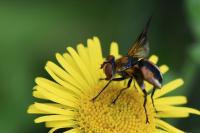 Ectophasia crassipennis