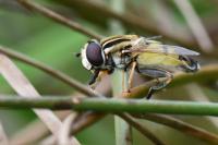 Helophilus trivittatus