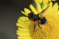 Ectophasia crassipennis