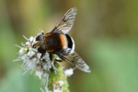 Eristalis intricaria