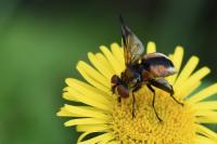 Ectophasia crassipennis