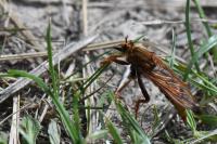 Asilus crabroniformis