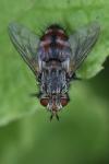 Peleteria iavana