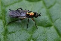Actina chalybea