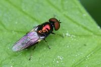 Microchrysa polita