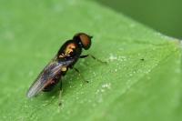 Microchrysa polita