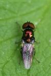 Microchrysa polita