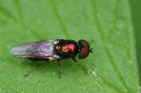 Microchrysa polita