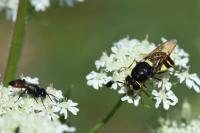 Stratiomys potamida