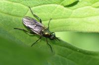 Actina chalybea