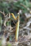 Mantis religiosa