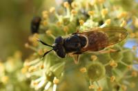 Callicera aurata