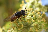 Callicera aurata