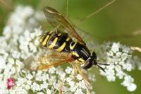 Chrysotoxum elegans