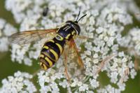Chrysotoxum elegans