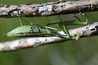 Mantis religiosa