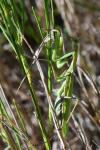 Mantis religiosa