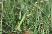 Mantis religiosa