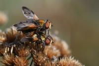 Ectophasia crassipennis