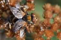 Ectophasia crassipennis