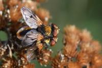 Ectophasia crassipennis